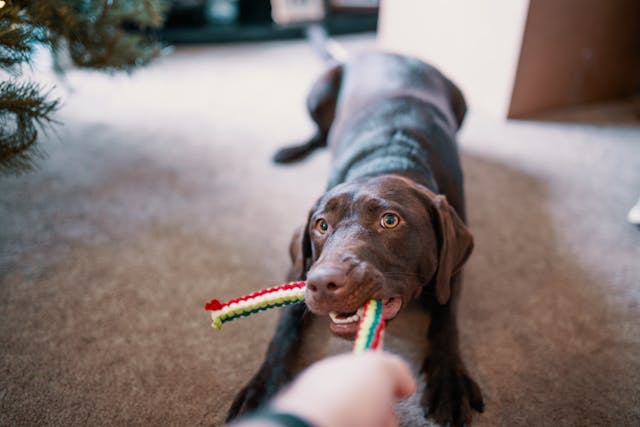 Plastic Toys Can Be Harmful: A Guide for Pet Dog Owners