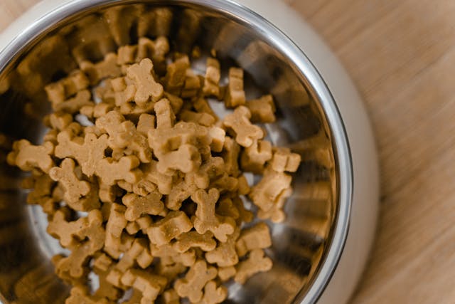 Why Your Dog’s Diet Really Matters: Simple Tips for Choosing the Right Food